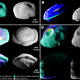 Maps showing segmented geological features of Atlas (A), Daphnis (B), Pan (C), and Pandora (D).